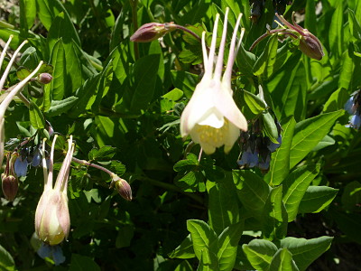 [White flowers which are only partially opened making apparent that each petal has what appears to be a long tail extending down the stem. The buds are big enough they hang downward so the tails or spikes are going upward. These are growing on plants several feet in the air.]